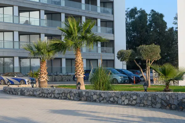 Parlak bir şehir ortamında güneşli bir öğleden sonra lüks arabalar palmiye ağaçlarının yanına park edilir..