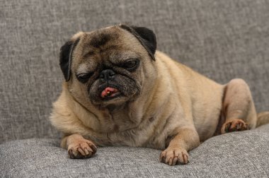 Yorgun, yaşlı bir köpek, sıcak ve huzur dolu bir kanepede kestiriyor..