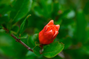 Dal Üstünde Tek Nar Çiçeği