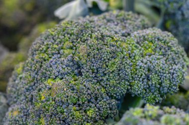 Canlı brokoli kümeleri yemyeşil yaprakların arasında, güneşin altında, organik çiftliğin parlak bir gününde hasat için hazır bir şekilde beklemektedirler..