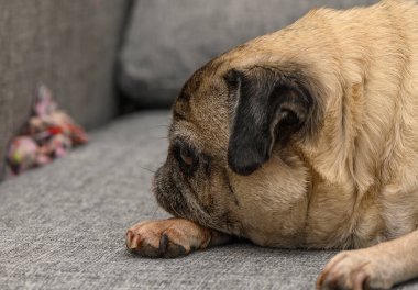 Yaşlı Pug kanepeye uzanıyor ve huzur içinde dinleniyor.