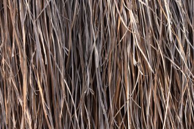 Güneş ışığı uzun, kuru çimenlerin arasından süzülerek karmaşık desenleri ve renkleri ortaya çıkarır. Altın iplikler doğadan esinlenilmiş sanat projeleri ve kırsal dekor elementleri için mükemmel..