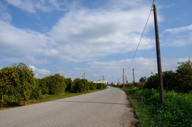 Güneşli bir günde kabarık bulutların üzerinde sürüklendiği yemyeşil meyve bahçelerinde huzurlu bir köy yolu uzanıyor..