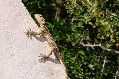Dikey Taş Duvarda Kertenkele (Laudakia Stellio)