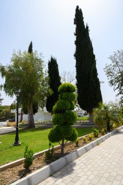 Sakin bir bahçede, titizlikle şekillenmiş ağaçlar ve canlı yeşillikler parlak öğle güneşinin altında davetkar bir atmosfer yaratır..