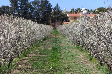 Tam çiçek açmış armut ağaçları... Parlak bir bahar gününde huzurlu bir yol... Doğanın güzelliğini gözler önüne seriyor..