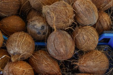 Taze toplanmış hindistan cevizleri yüksek, kabukları canlı bir pazar atmosferinde doğanın güzelliğini gösteriyor..