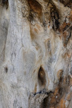 Sakin bir ormanda, eğri büğrü ve yıpranmış ahşap çarpıcı dokuları ortaya çıkarır, doğanın sanatını gözler önüne serer. Güneş ışığı, yaşını ve güzelliğini vurgulayarak filtreler..