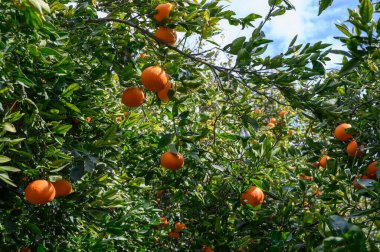 Güneş ışığı, canlı yeşil yaprakların arasından süzülür. Huzurlu bir meyve bahçesinde hasat için hazır portakal meyvelerini ön plana çıkarır..