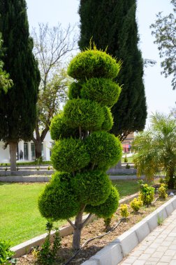 Güzel manikürlü bir ağaç. Yuvarlak, canlı yeşil yapraklı. Huzurlu bir bahçede duruyor. Güneş ışığı yeşilliği ve taze atmosferi aydınlatarak manzarayı aydınlatıyor..