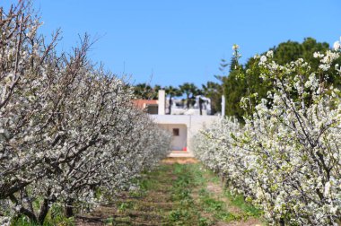 Çiçek açmış armut ağaçları açık mavi gökyüzünün ortasında büyüleyici bir çiftlik evine giden güzel bir yol oluşturuyor..