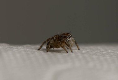 İnce ışıkla vurgulanmış yumuşak bir kumaşta gezinen minik bir örümcek hassas özelliklerini ve hareketlerini gözler önüne seriyor..