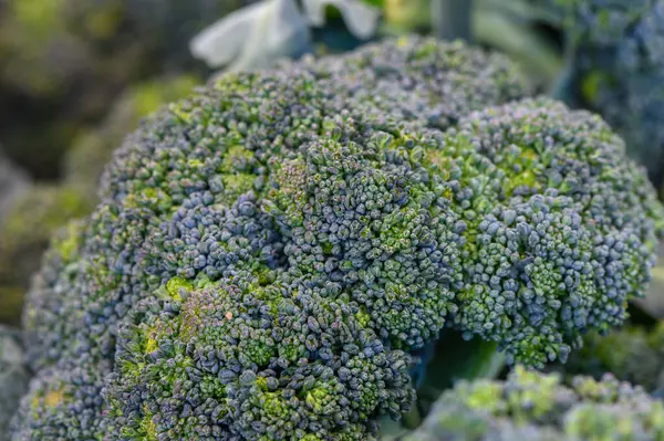Canlı brokoli kümeleri yemyeşil yaprakların arasında, güneşin altında, organik çiftliğin parlak bir gününde hasat için hazır bir şekilde beklemektedirler..