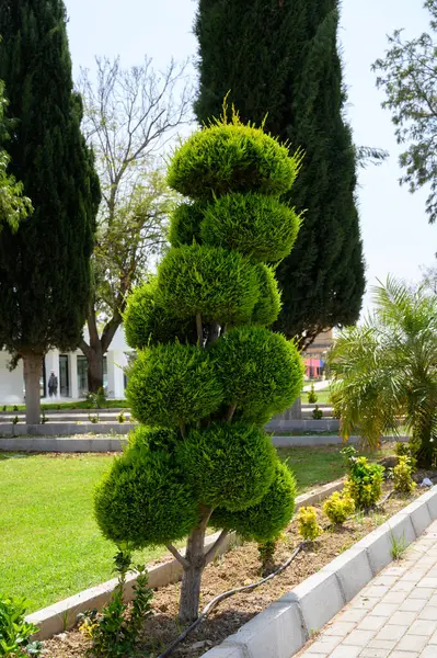 Güzel manikürlü bir ağaç. Yuvarlak, canlı yeşil yapraklı. Huzurlu bir bahçede duruyor. Güneş ışığı yeşilliği ve taze atmosferi aydınlatarak manzarayı aydınlatıyor..