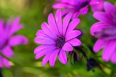 Osteospermum, ya da Parlak Bahçe Çiçeği, mor, pembe ve beyaz renkli çiçekler sunar.