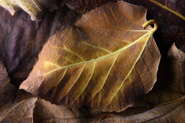 Zengin renkler ve karmaşık desenler, dökülen yaprakların güzelliğini gözler önüne seriyor..