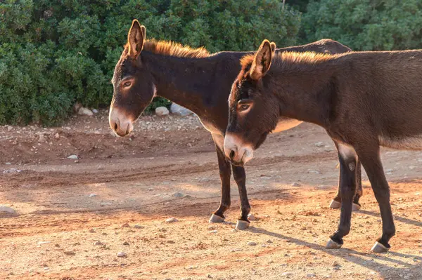 İki meraklı eşek, sıcak bir toprak yolda yan yana durup öğleden sonra güneşleniyorlar..