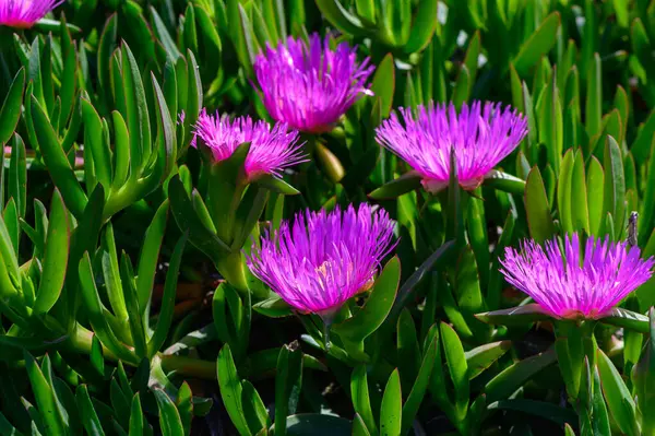 Çiçekli Carpobrotus Edulis Gün Işığında