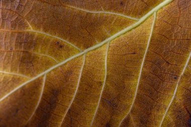 Kurumuş yaprağın hassas damarları yumuşak sonbahar güneş ışığı altında doğayı ön plana çıkarıyor, zengin dokular sergiliyor..