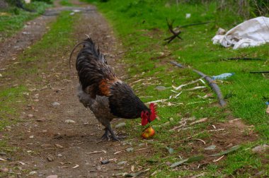 Canlı bir horoz, sakin bir kır yolu boyunca lezzetli lokmalar arayarak yeri gagalar..