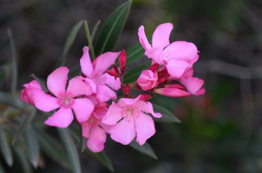 Narin pembe zakkum, Kıbrıs 'ta açan yumuşak güneş ışığında çiçek açıyor..