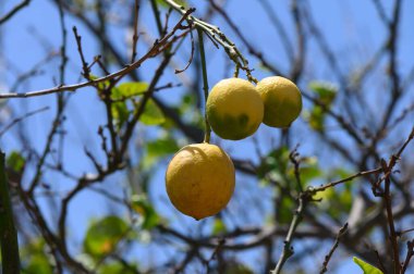 Güneşli Kıbrıs bahçesinde bir dalda asılı duran olgun sarı limonlar..