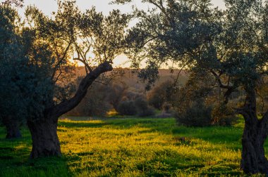 Kırsalda akşam vakti yaklaşırken altın ışık, eski zeytin ağaçlarının altında yemyeşil çimenleri yıkıyor..