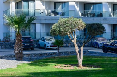 Palmiye ağaçları ve şık binaların önünde bakımlı bir çalılık ve düzgün park edilmiş arabalarla sakin bir öğleden sonra..