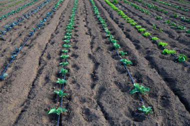 Bereketli yeşil bitkiler düzenli sıralarda büyür, sıcak güneş ışığı altında iyi korunmuş bir tarım alanında güneşlenirler..