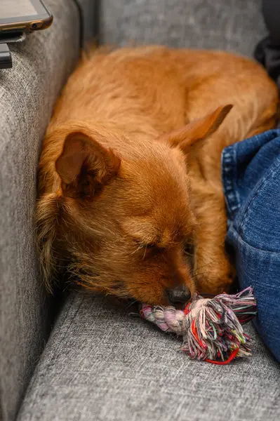 Küçük kırmızı pinscher sahibine yakın uyur. Sevgi ve sessizlik saçar..