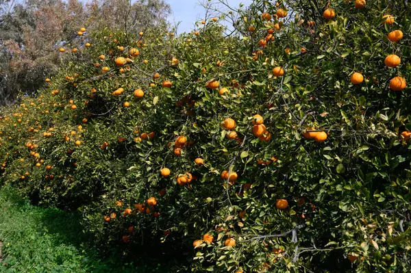 Sıralar halindeki portakal ağaçları olgunlaşmış meyvelerle doludur. Güneşli bir arazide bereketli bir hasat sergilerler..