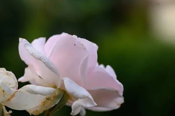 Yumuşak Işıkta Krem Renkli Gülün Kapanışı
