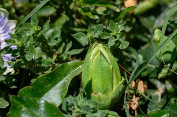 Kıbrıs Bahçesinde Tutku Meyveleri ve Meyveler Büyüyor