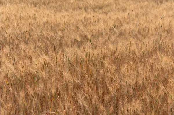 Rye Ears in the Wind, Kuzey Kıbrıs