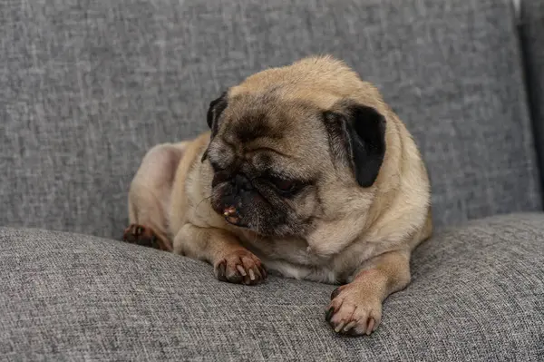 Küçük bir köpek yumuşak gri bir kanepede dinleniyor, rahat ortamının tadını çıkarırken sakin ve içerik tavrı sergiliyor..