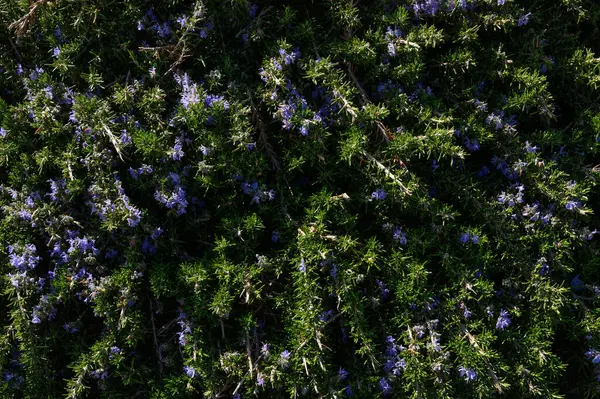 Canlı mor çiçekler yemyeşil yeşilliği noktalar, parlak öğleden sonra güneşi altında çarpıcı bir kontrastlık yaratır. Doğa narin çiçeklerle serpiyor rüzgarda hafifçe sallanarak.