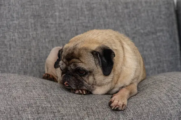 Küçük bir köpek rahatça oturur, rahat bir anın tadını çıkarır rahat gri bir kanepede, huzur ve cazibe saçar.