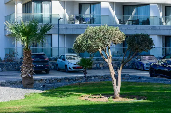 Palmiye ağaçları ve şık binaların önünde bakımlı bir çalılık ve düzgün park edilmiş arabalarla sakin bir öğleden sonra..