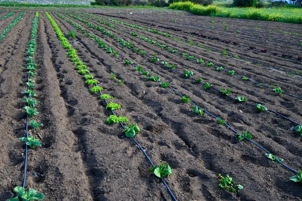 Canlı fidanlar, huzurlu bir kırsal alanda, sıcak güneş ışığı altında gelişir ve önlerinde bol miktarda hasat olacağına söz verir..