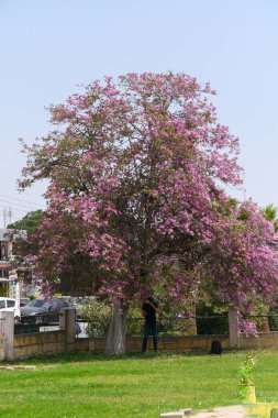 Canlı pembe çiçeklerle süslenmiş görkemli bir ağaç canlı bir parkta uzun duruyor ve yakınlardaki bir figüre gölge düşürüyor. Açık mavi gökyüzü ve yeşil çimenler sakin bir atmosfer yaratır..
