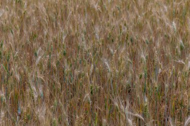 Kuzey Kıbrıs 'ta güneşli bir günde olgun çavdar kulaklarının yakın çekimi.
