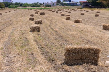 Arazide Paketlenmiş Hay Balyaları