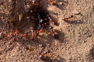 Yuvalarının girişindeki karıncaların makro fotoğrafı. Kuzey Kıbrıs 'ta yakalandı. Doğal ışık, vahşi yaşam ve böcek davranışları.