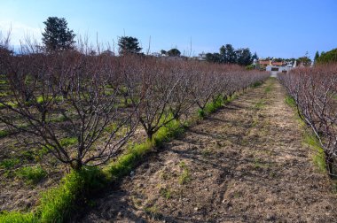 Durgun ağaçlarla dolu sakin bir bahçe günün ilk ışıklarını karşılıyor, yaklaşan bahar yenilenmesini ima ediyor..