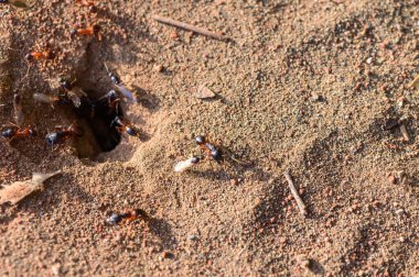 Yuvalarının yakınında çalışan aktif karıncaların makro çekimi. Kuzey Kıbrıs 'ta çekilmiş. Vahşi doğa ve böcek takım çalışması.