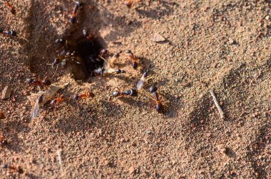 Yuva girişlerinin etrafında toplanan karıncalara yakın çekim. Kuzey Kıbrıs 'ta doğal ışık altında vuruldu. Böcek hayatına ve koloni davranışlarına odaklan.