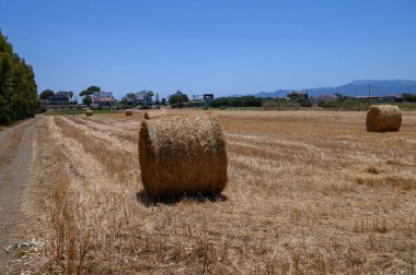 Kıbrıs 'ta Güneşli Gök Altında Bir Tarlada Saman Balyaları