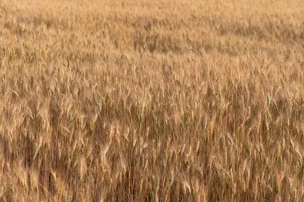 Kuzey Kıbrıs 'ta Altın Çavdar Tarlası