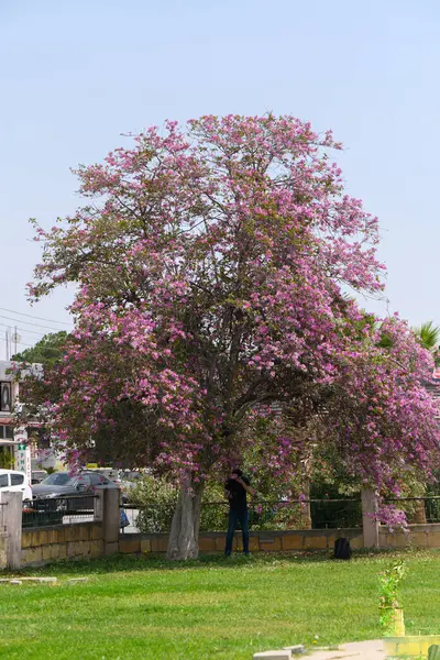 Canlı pembe çiçeklerle süslenmiş görkemli bir ağaç canlı bir parkta uzun duruyor ve yakınlardaki bir figüre gölge düşürüyor. Açık mavi gökyüzü ve yeşil çimenler sakin bir atmosfer yaratır..