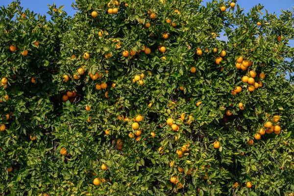 Dallardan sarkan canlı portakallar gelişmekte olan bir korulukta, güzel bir günde sıcak güneş ışığıyla yıkanırlar..
